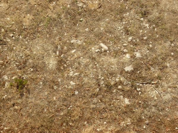 Brown grass on stones texture, with small green patches, small white rocks and other debris